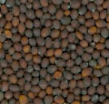 Brown Mustard