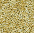 Canary Seed
