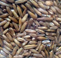 Oat Groats