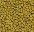 Oriental Mustard