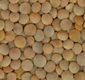 Red Lentils