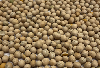 AC TRADING PRODUCTS_0000s_0001_yellow peas new
