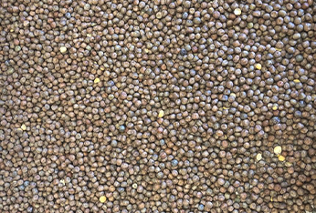 AC TRADING PRODUCTS_0000s_0006_maple peas new