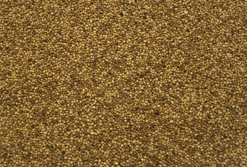 AC TRADING PRODUCTS_0000s_0009_oriental mustard new