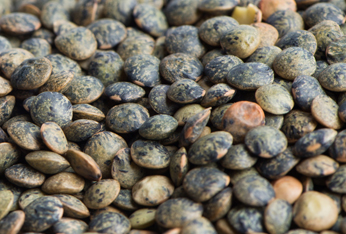 ACT _0005_FRENCH LENTILS